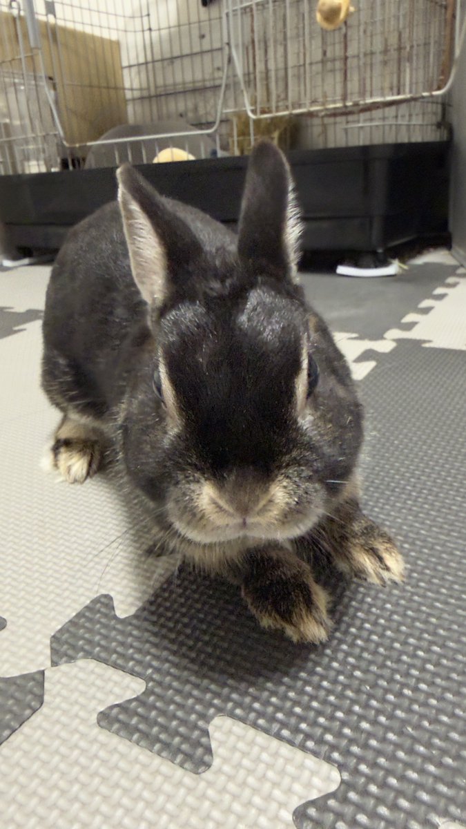 🐇🐰 まぁ𓃺𓈒𓏸🐰🐇 tweet media