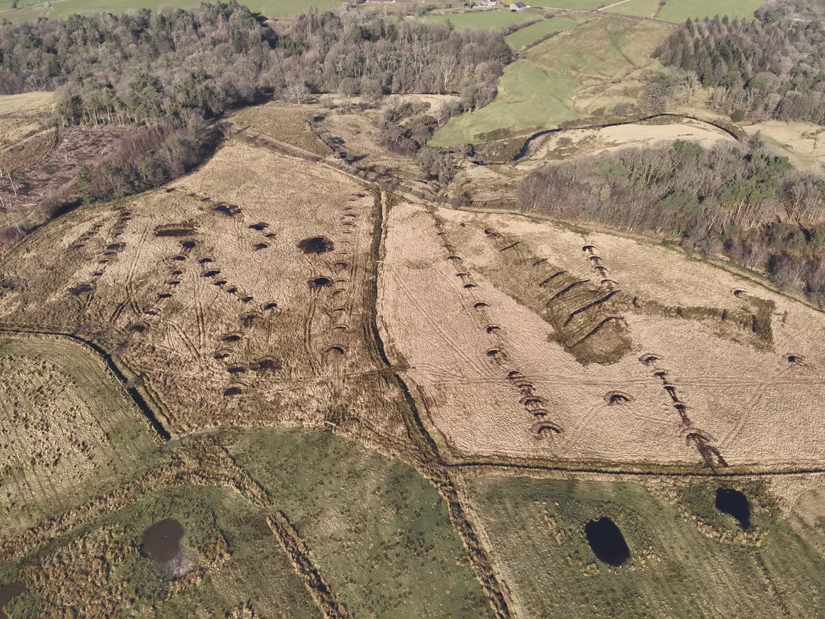 Layy94's tweet photo. #worldcurlewday let’s not forget about all our waders. Some scapes and wetlands added to our grasslands last few winters paying dividends for curlew, redshank, snipe and lapwing chicks @CurlewAction https://t.co/Lq6kIkgVRG