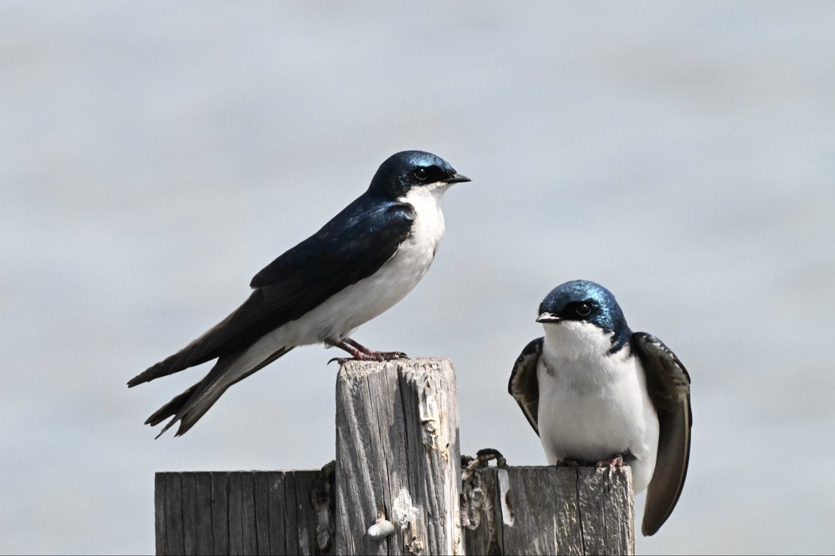 ell_enR's tweet photo. Seasonal rental chosen!
Meadowlands NJ
4/26
#treeswallow #BirdsSeenIn2026 #birdlovers #birdlover #birdwatcher #birdwatcher #birdwatching #birdphotography #birdphotographer #birdphotos #birds #naturephotographers #naturephotos #NaturePhotography #NaturePhoto #NaturesBeauty #nature https://t.co/ZGkfTNkcfB
