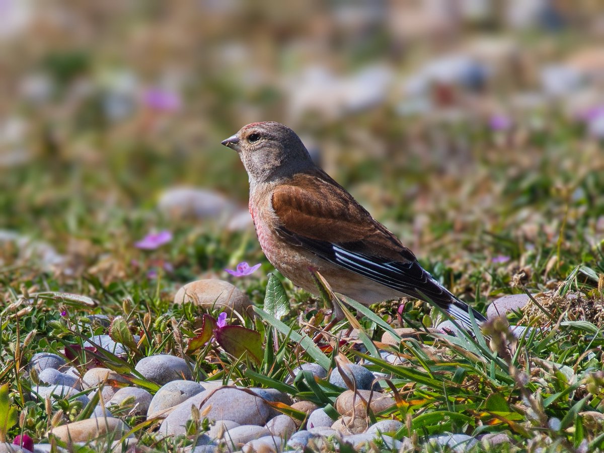 WarranPhoto's tweet photo. #Wheatear and #Linnet in the #Thrift at #ChesilBeach captured a couple of days ago! https://t.co/lGEfWhMsyj