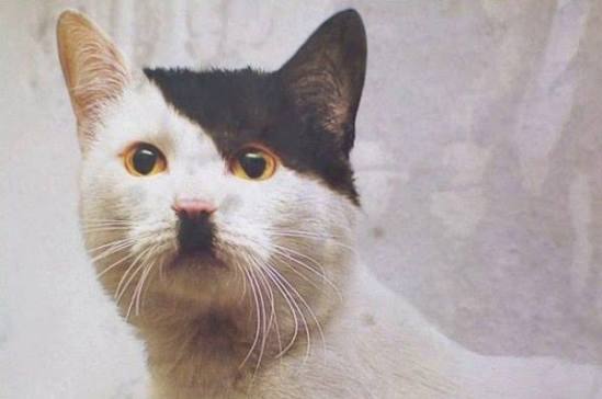 Windows98 tweet media