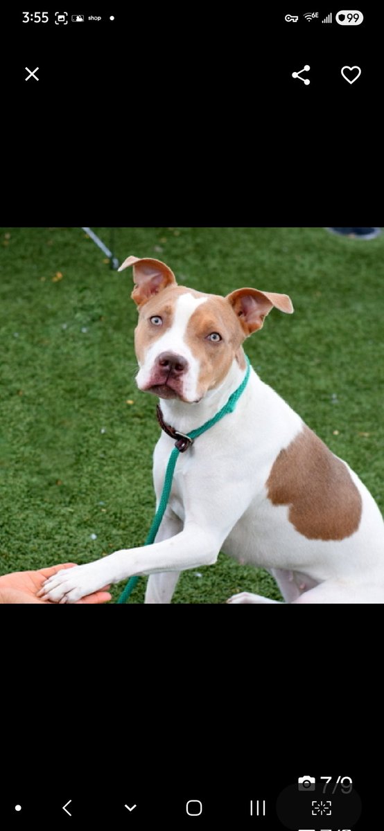 MyBoxerLuvMac1's tweet image. 💔Caramel💔
#NYCACC #240565 2y
▪️Listed TBK: 4/23💉
#AdoptMe 

Precious sweetie's💔, waiting 173 days!
When stressed in kennel, can be seen trembling.
Friendly, social w staff, esp outside of cell.
Doing well in shelter scholar program.
Here 2 long, leash biting!
Who could blame