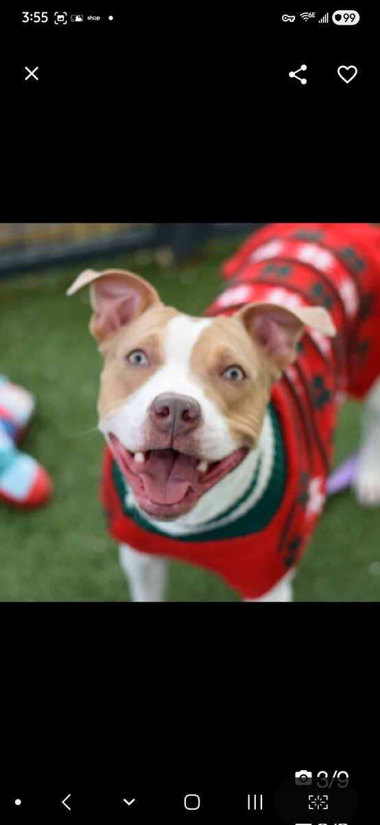 MyBoxerLuvMac1's tweet image. 💔Caramel💔
#NYCACC #240565 2y
▪️Listed TBK: 4/23💉
#AdoptMe 

Precious sweetie's💔, waiting 173 days!
When stressed in kennel, can be seen trembling.
Friendly, social w staff, esp outside of cell.
Doing well in shelter scholar program.
Here 2 long, leash biting!
Who could blame