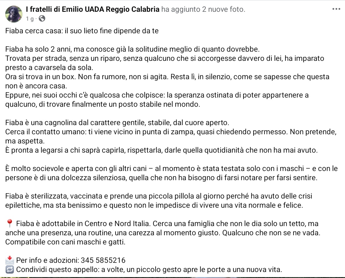 unonlus's tweet photo. #Fiaba 2 anni: dolce, equilibrata, ok cani e gatti.
๐๏ธ๐๏ธ๐๏ธ๐๏ธ๐๐ป๐๐ป๐๐ป๐๐ป
#cercafamiglia
Centro/Nord. Sterilizzata e sana. Info: 3455855216 #uadareggiocalabria #cercafamiglia https://t.co/wanKYypVrH