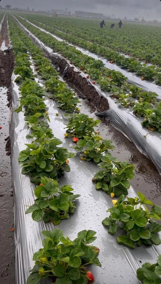 United Farm Workers tweet media