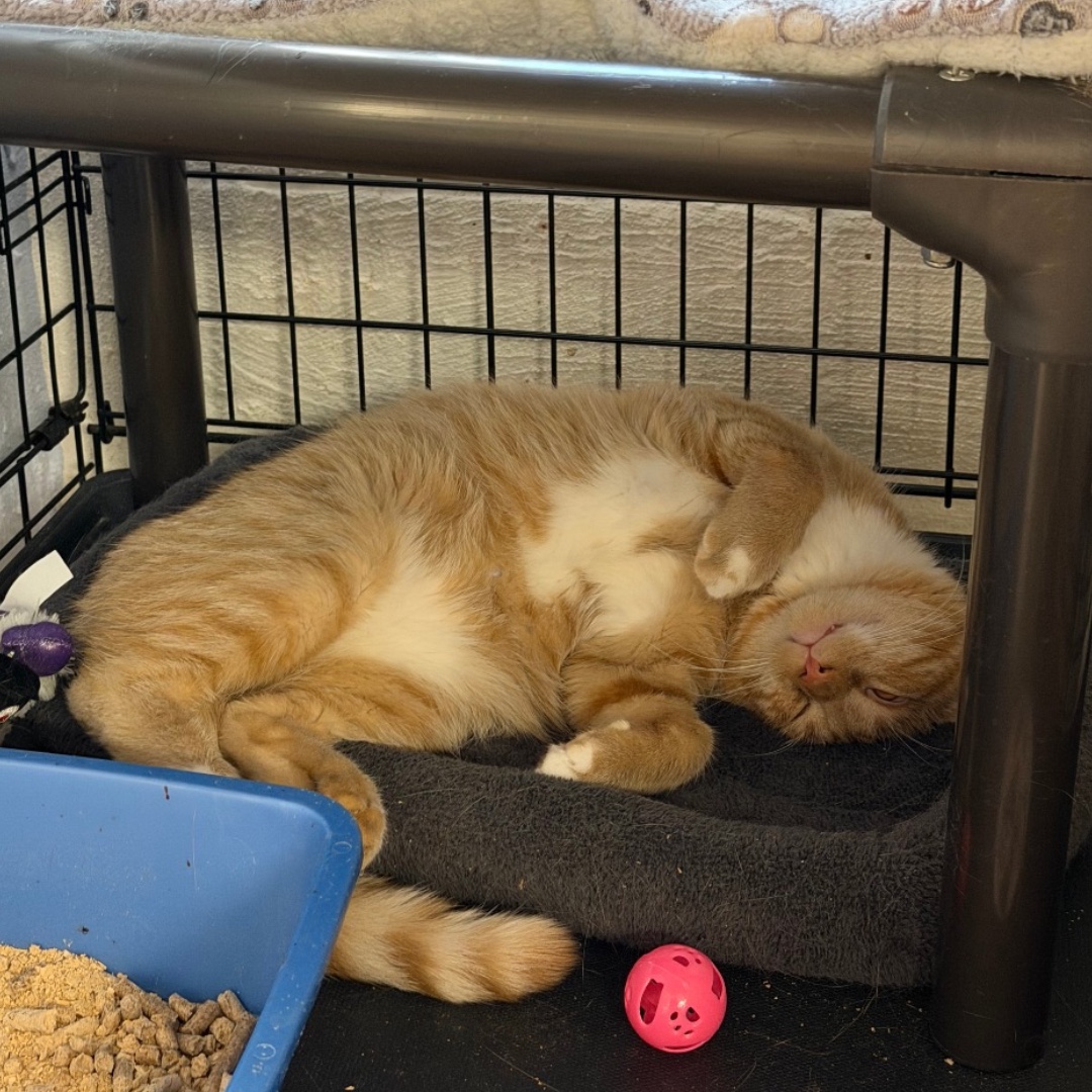 Lost Dog & Cat Rescue tweet media