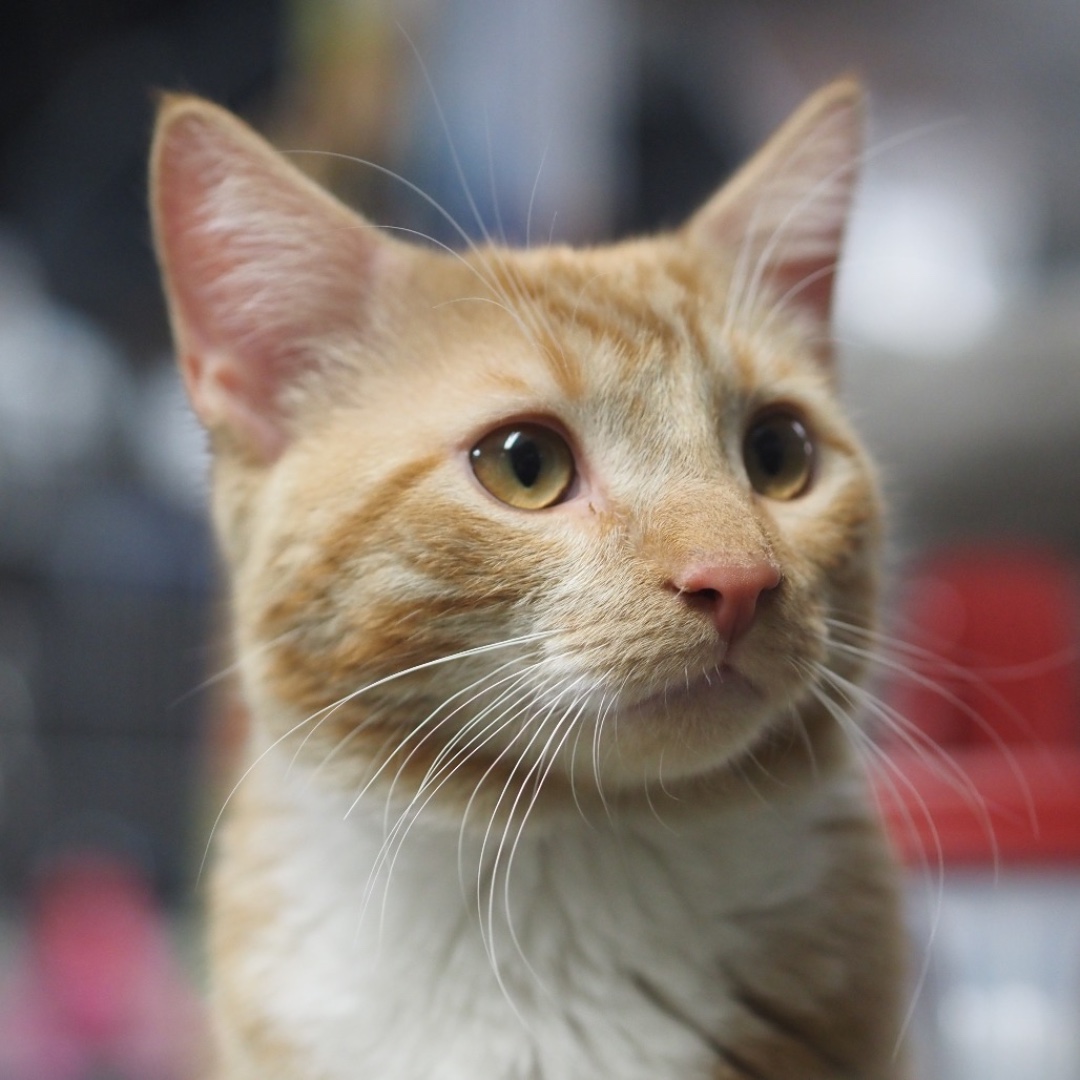 Lost Dog & Cat Rescue tweet media