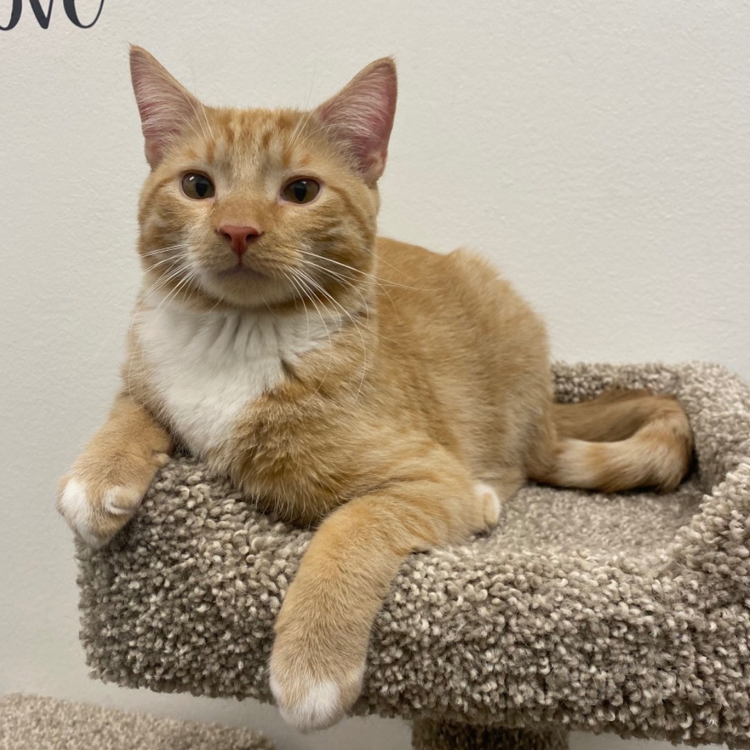 Lost Dog & Cat Rescue tweet media