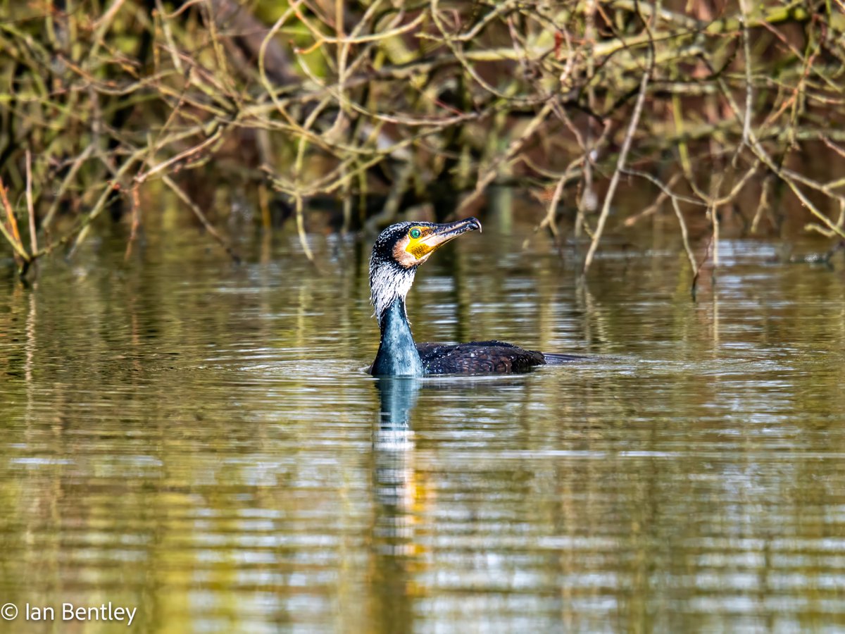 IanMBentley's tweet photo. A selection of birds the same park on the same day - OM1 &amp; 150-600mm - 17th February 
@OMSYSTEMcameras @OlympusMagazine
@AP_Magazine @bbcwildlifemag
@BBCCountryfile #birdphotography #cormorant #moorhen #robin #longtailedtit https://t.co/UGWheqUToP