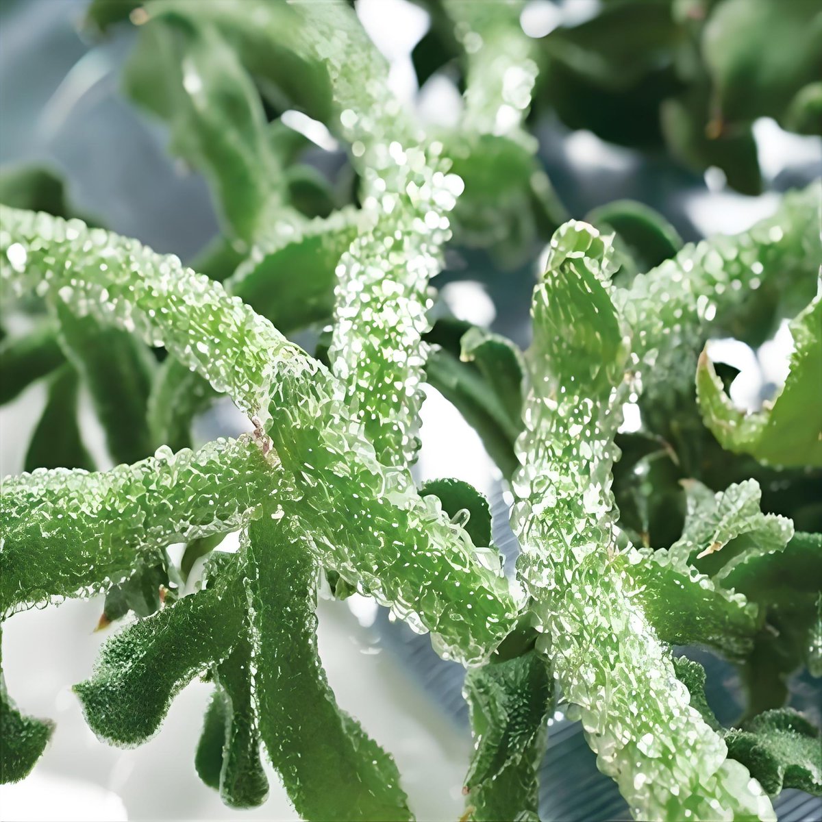 Алекс Дворниченко tweet media