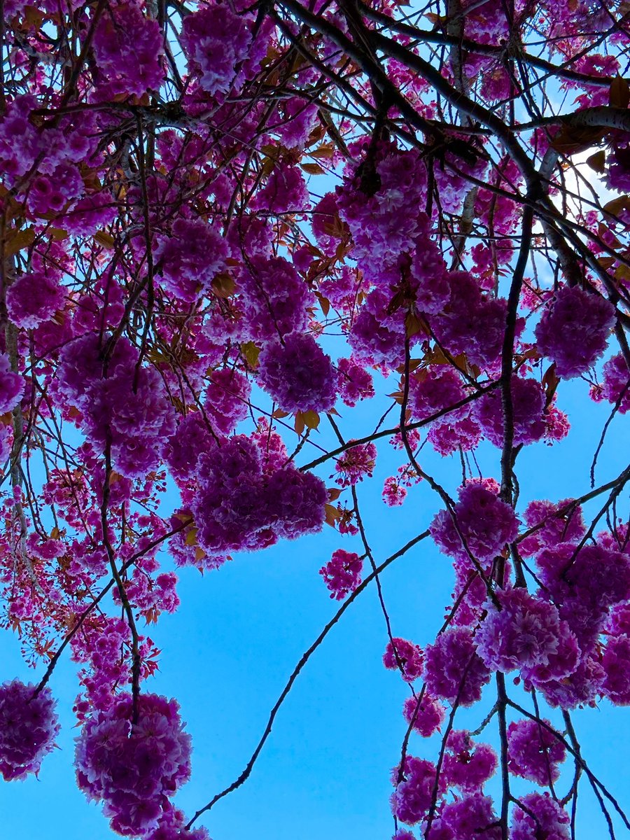 JPAMDG's tweet image. A beautiful evening in #Aberdour #Fife 😎🩵🏴󠁧󠁢󠁳󠁣󠁴󠁿⚓️ ⛵️ Sometimes you just need Vitamin Sea