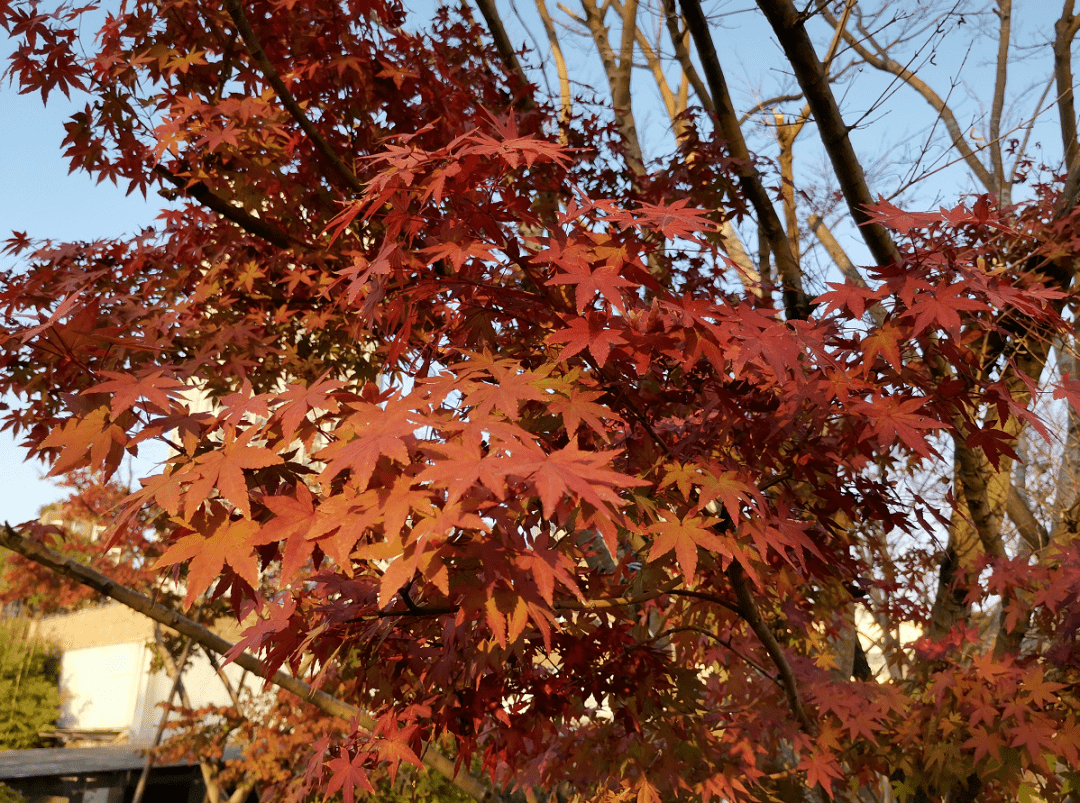 Calico Li tweet media