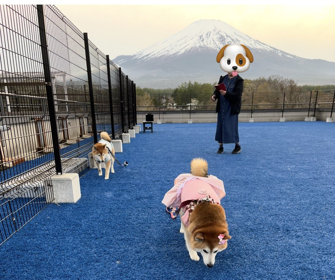 @Ducaduca柴犬御殿完成 tweet media