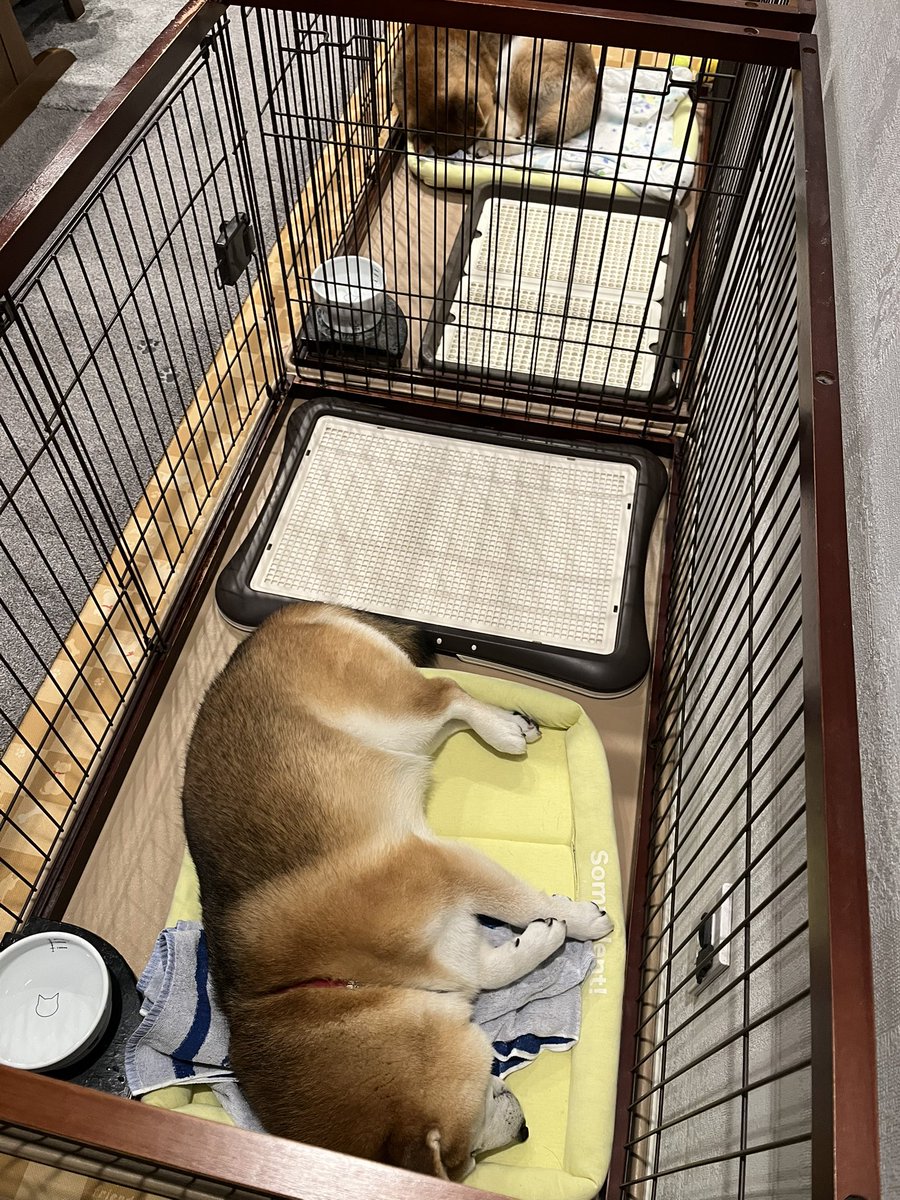 @Ducaduca柴犬御殿完成 tweet media