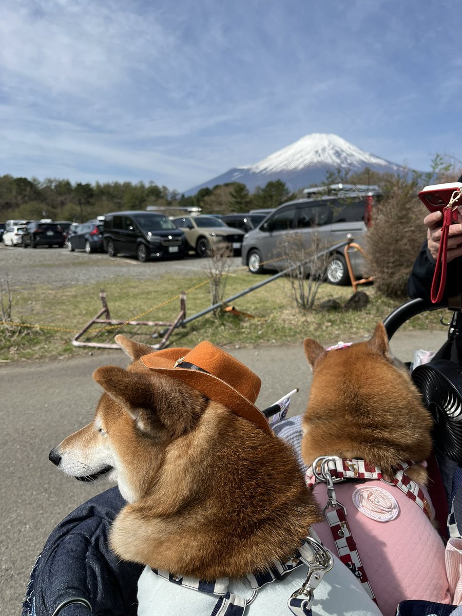 @Ducaduca柴犬御殿完成 tweet media