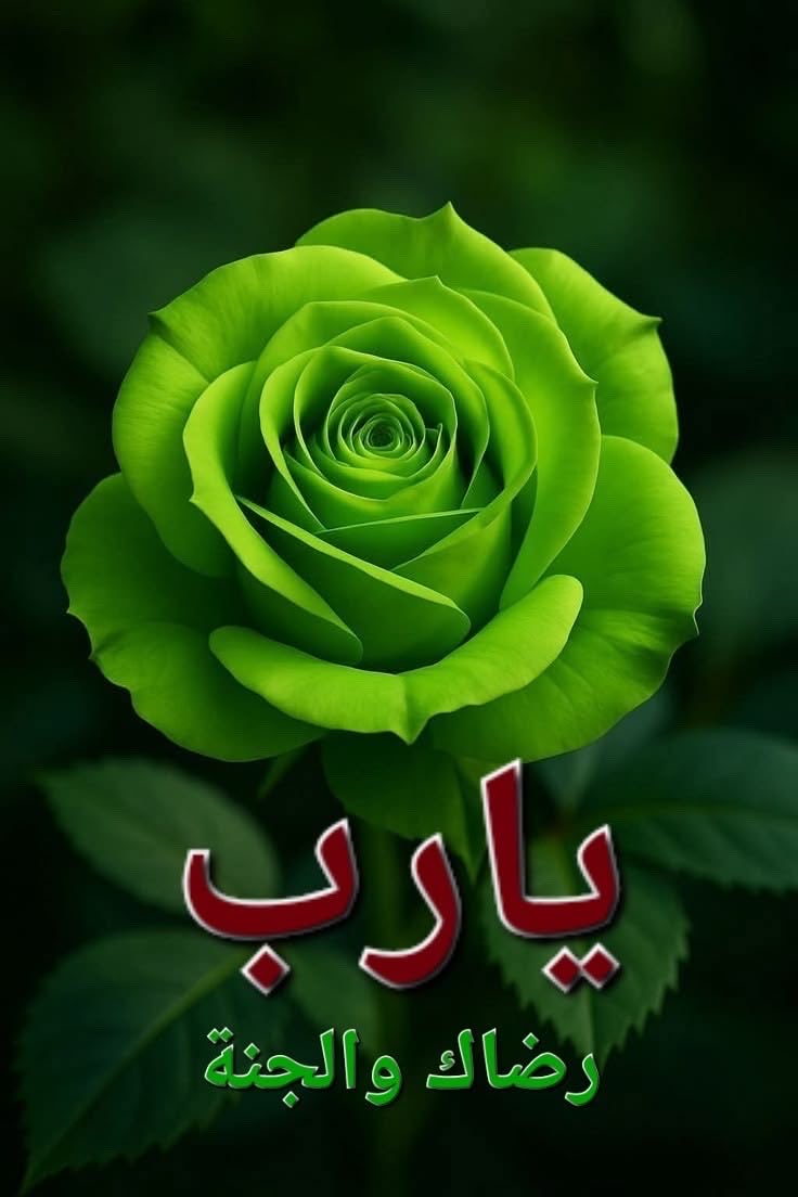 نوال البشري 🇸🇦🌴 tweet media