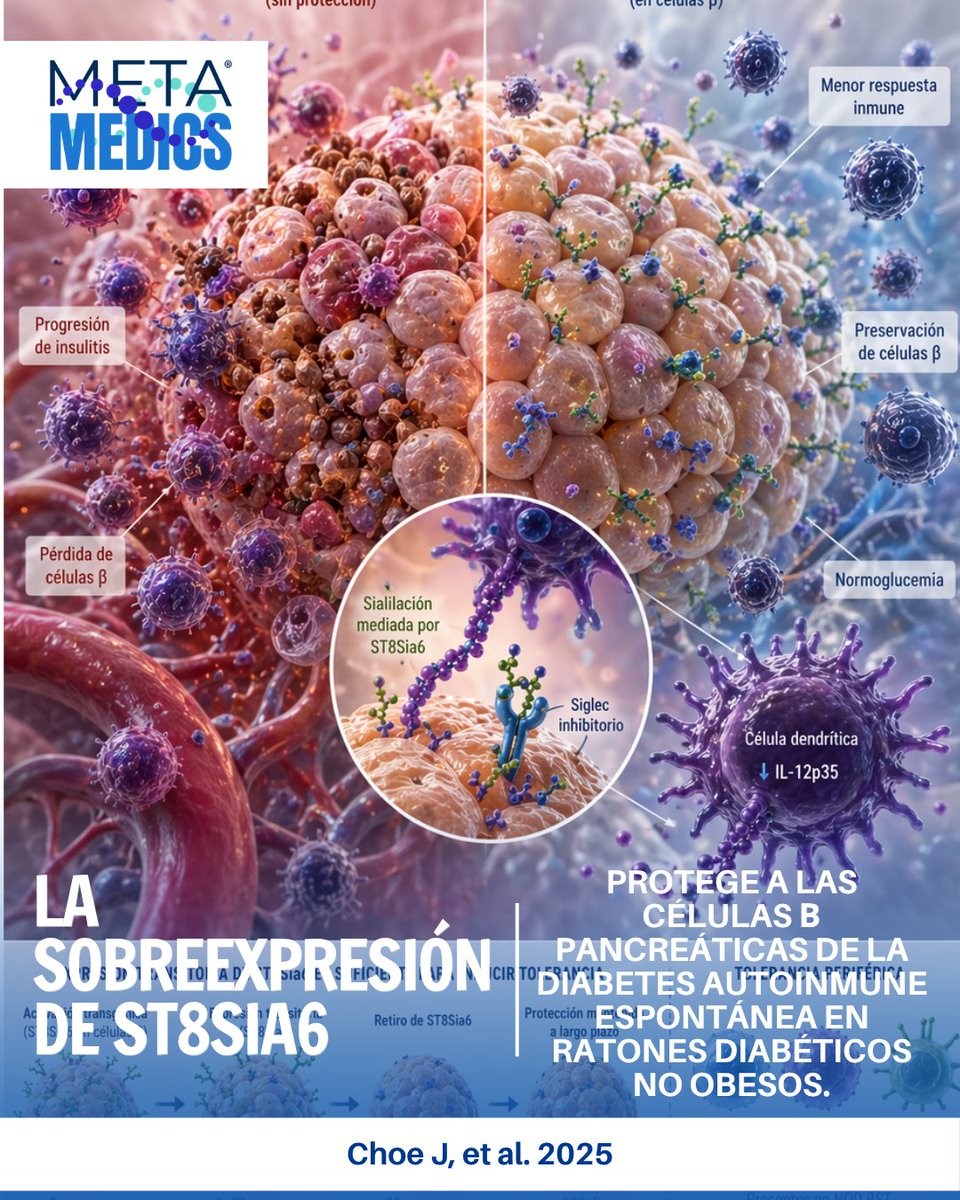 Metamedicsmx's tweet photo. Un estudio muestra que la enzima ST8Sia6 puede “enseñar” al sistema inmune a no destruir células β, reduciendo hasta 90% la diabetes tipo 1 en modelos experimentales. Un avance clave hacia terapias de tolerancia inmune. Choe J et al., 2025. DOI:10.1172/JCI181207 https://t.co/5NQdJ0x559