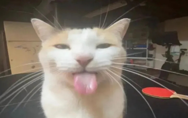 MHTCosplay tweet media