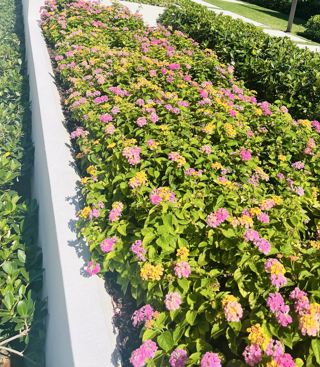HearToPlay's tweet photo. I slacked earlier 🌊🌸🌼 and stopped to smell the miss huff #butterflyeffect https://t.co/Obq71sU43G