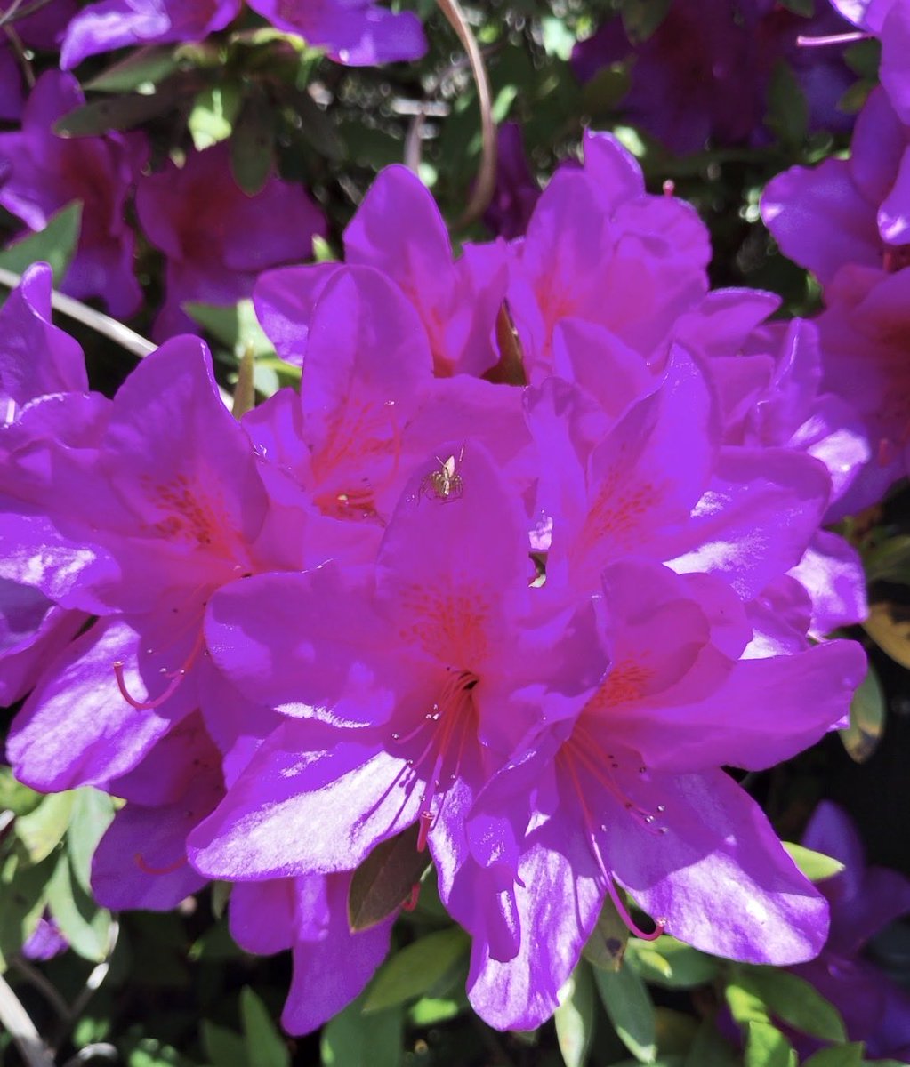 カバな幸せ【相互フォロー】 tweet media