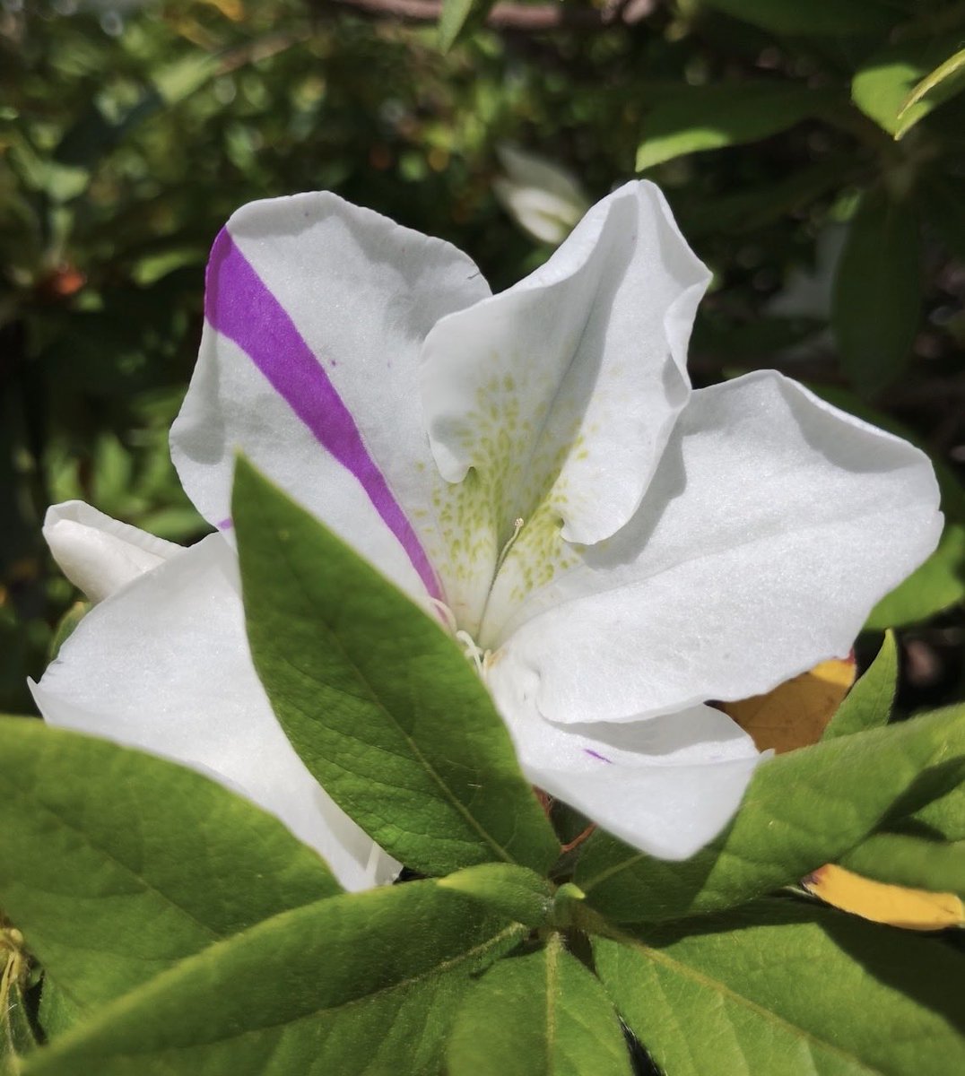 カバな幸せ【相互フォロー】 tweet media