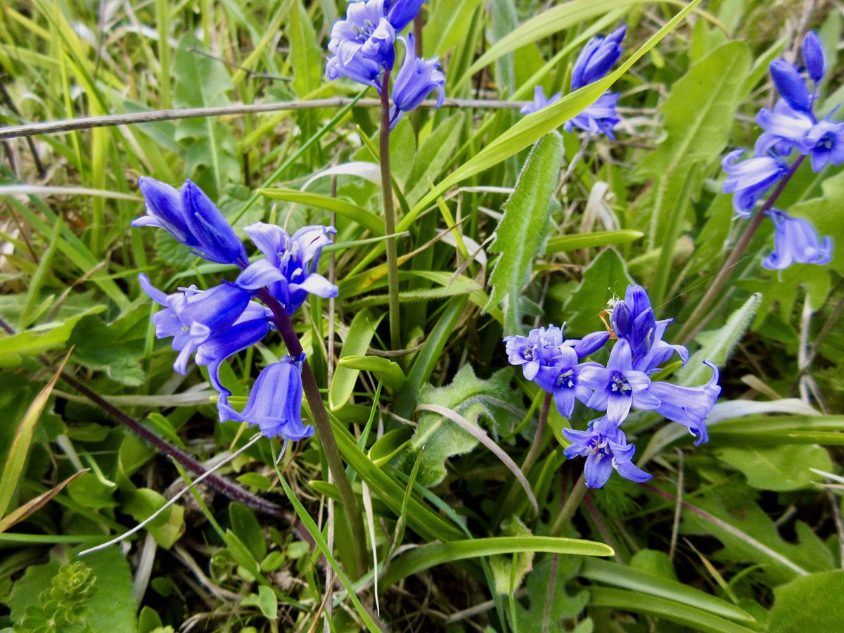 Susan Danielis Marshall tweet media