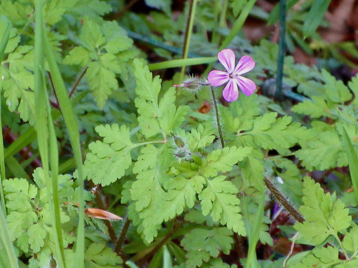 Susan Danielis Marshall tweet media