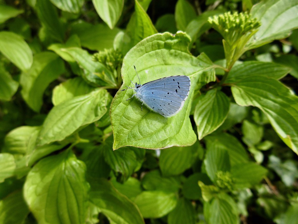 Susan Danielis Marshall tweet media