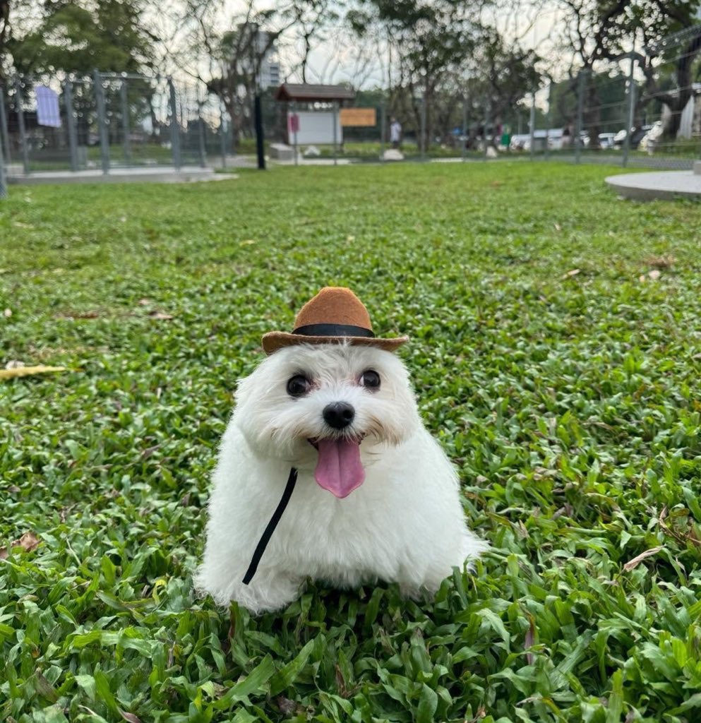 🏴‍☠️ tweet media