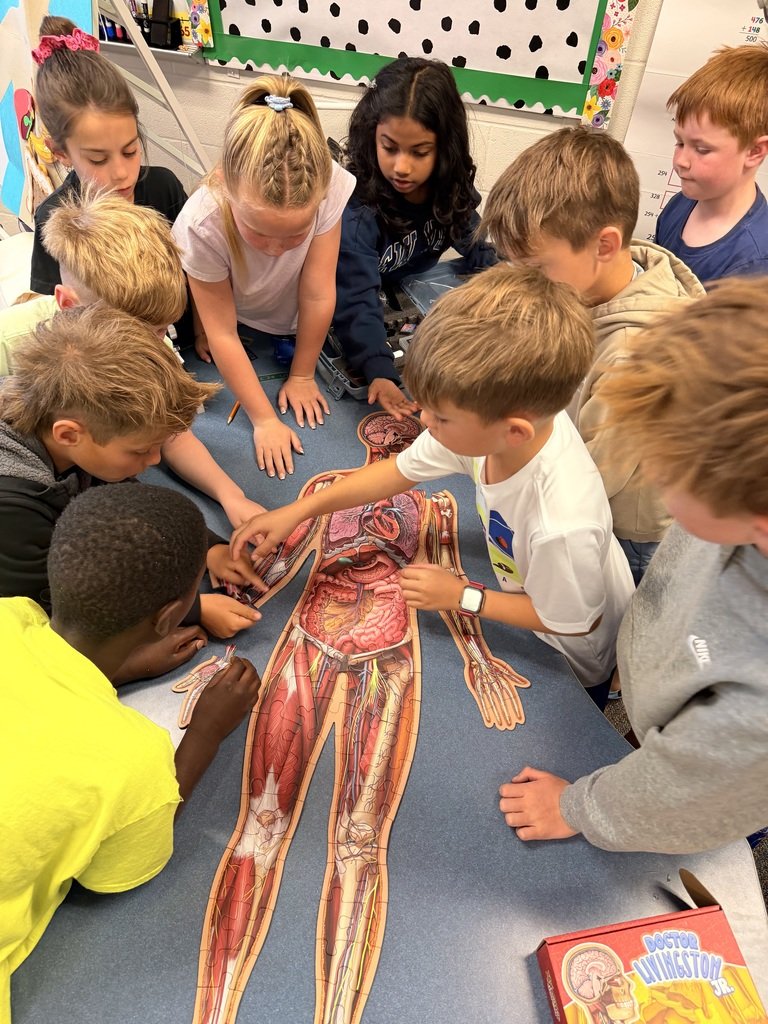 PCESMustangs's tweet photo. 2nd grade wrapped up their Human Body unit! 🧠 Students learned about cells, tissues, organs &amp; body systems, explored microscopes &amp; bacteria, and discovered healthy habits to keep their bodies strong. Way to go, future scientists! 🔬✨ #PCES #SpringHillSchools https://t.co/g3nYJQKdAL
