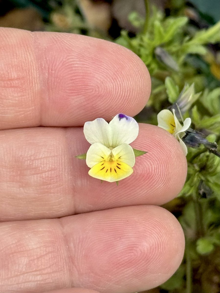 𝙽𝚒𝚔𝚔𝚒 𝙻𝚎𝚠𝚒𝚜 𝙿𝚑𝚘𝚝𝚘𝚐𝚛𝚊𝚙𝚑𝚢 tweet media