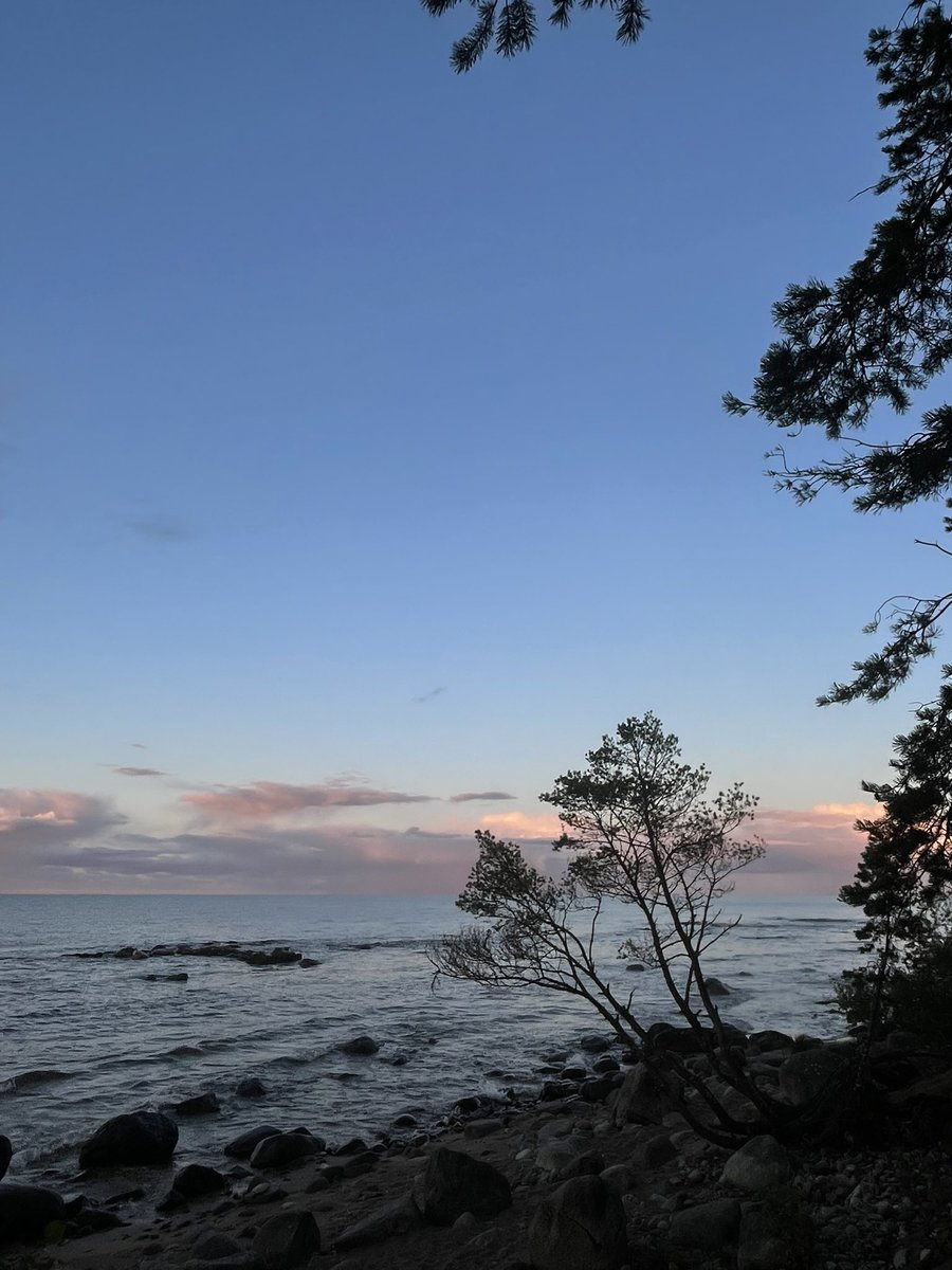 лезавр tweet media