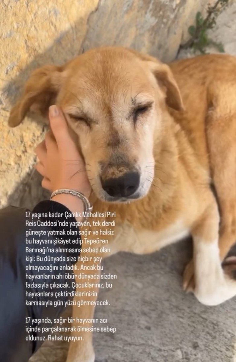 yrevnakturan's tweet photo. Katliam çağrıları bugün de 17 yaşındaki sağır yerinden kalkmaya mecali olmayan Nezaket’in Pendik’teki tüm köpekleri istiflediğiniz Tepeören barınağında parçalanarak ölmesine sebep oldu. 

Adına ister bakımevi deyin ister rehabilitasyon merkezi deyin ister barınak deyin, bu istif alanlarında toplanan köpekler birbirlerini parçalıyor, daracık alanlarda salgın hastalıklarla ölüyor, aç bırakılıyor. 

Mahallenin köpeği dediğimiz insanlarla tamamen sosyalleşmiş kendi halindeki köpekleri bile toplayacak kadar gözü dönmüş bir hayvan düşmanı zihniyet tarafından en mazlum canlar yok ediliyor. Bu bir vebaldir, çıkar.

#SokakHayvanlarıSahipsizDeğil 

@Akparti @iyiparti @herkesicinCHP @MHP_Bilgi 

@MDervisogluTR
