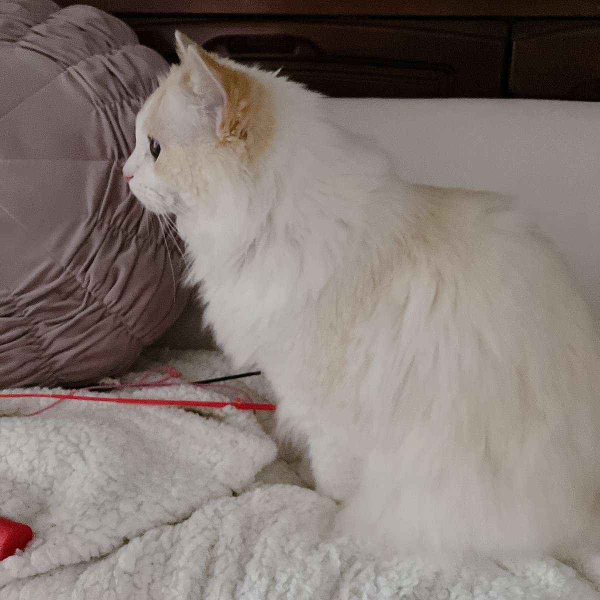 💎💖✨ゆみ✨💖💎 tweet media