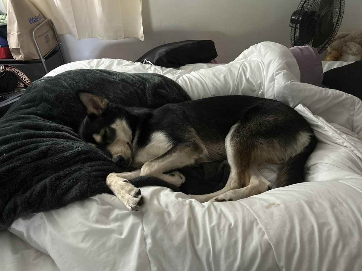 Mute Chaos / Willow tweet media