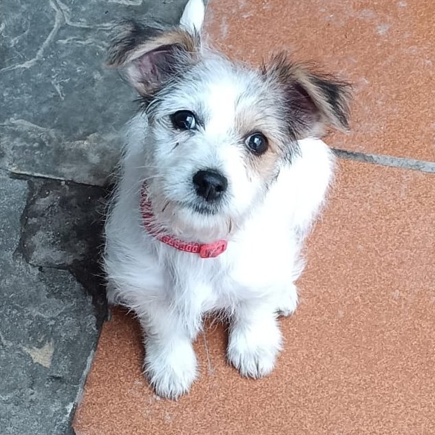 NUEVA VIDA ADOPCIONES tweet media
