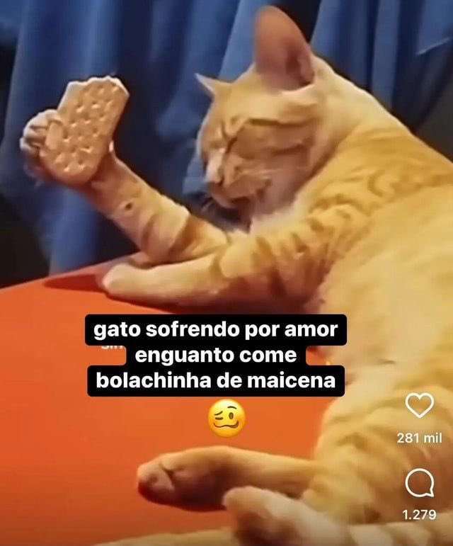 gatos fazendo gatices tweet media