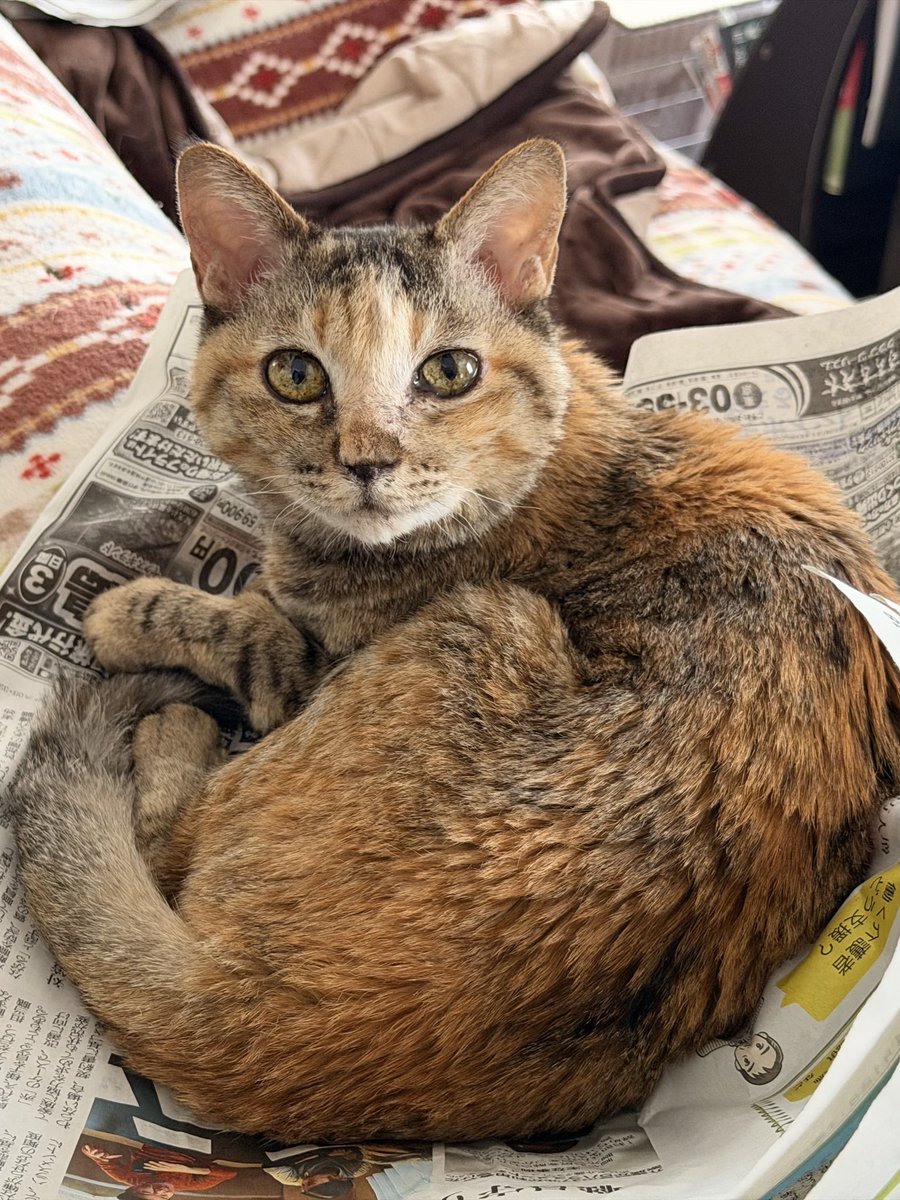 アび🌻山と猫 tweet media