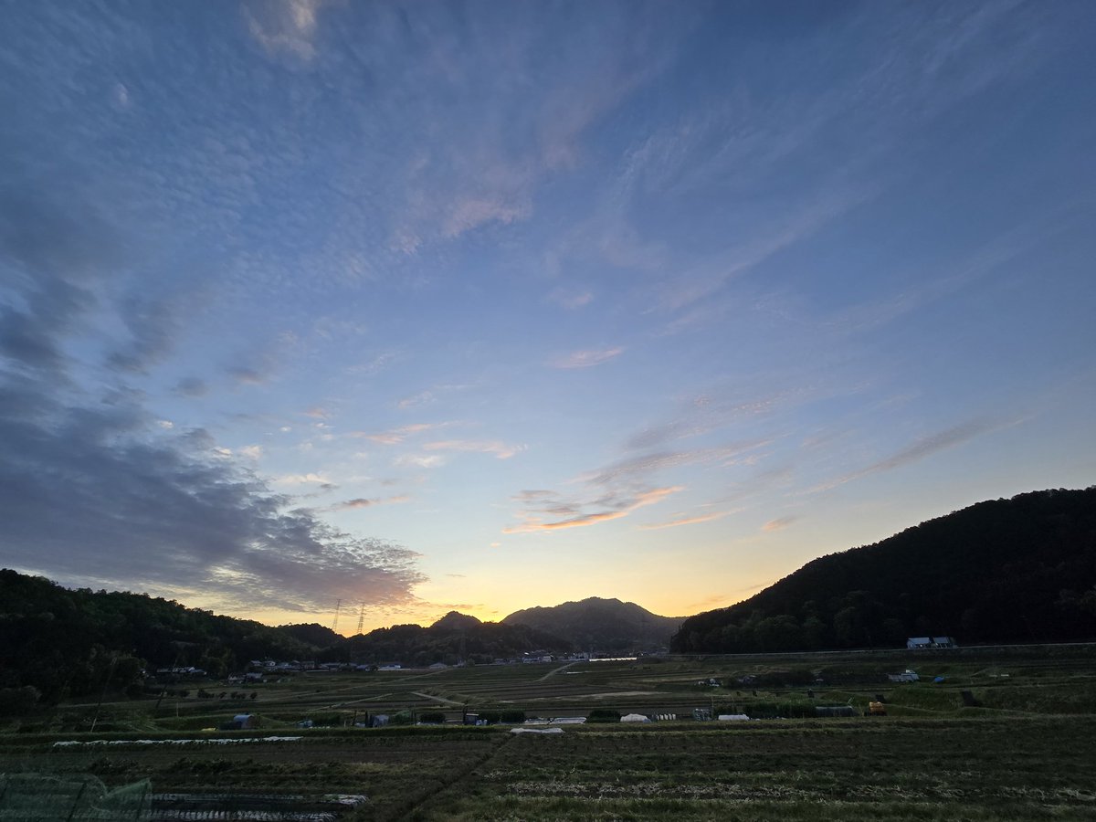 サフラン tweet media