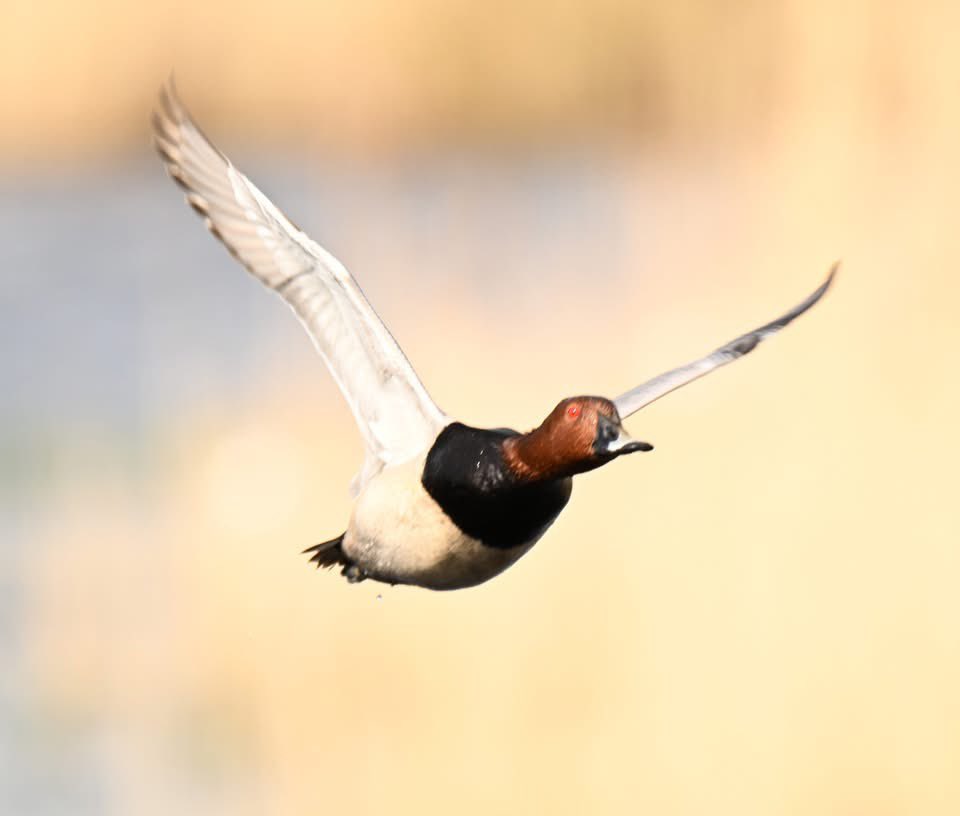 ockerby1's tweet photo. Incoming Pochard!! https://t.co/zLDeIHRJro