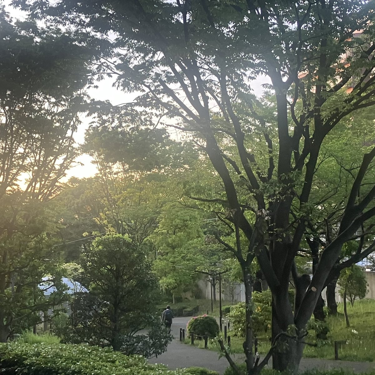 kaikoro01's tweet photo. 日に日に光を増す朝日と、こぼれ��ばかりの新緑。
春、真っ只中。

家にいるのがもったいなくて、今日は森へ。
皆さんの朝はいかがですか？ https://t.co/D5Gpfj4OkE