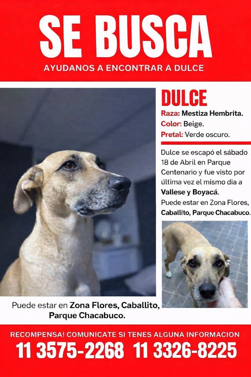 DIFUNDIR POR FAVOR!
Su familia está desesperada 🙏🏼
#perrosperdidos 
<a href="/betovaldez/">Beto Valdez</a>