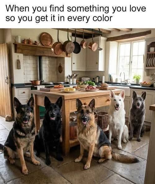 j_meghanm2121's tweet image. When you love something… you don’t stop at one 🐶❤️
Different shades, same loyalty.
#DogLovers #GermanShepherd #PackGoals #DogLife #BestFriends #PetLove #DogsOfX