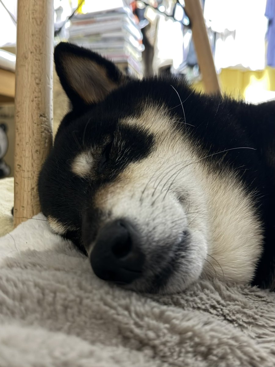 おはようございます🌤️
九さん、口元が優しい寝顔だね

#黒柴 #くろしば #柴犬 #黒柴九 #おはよう