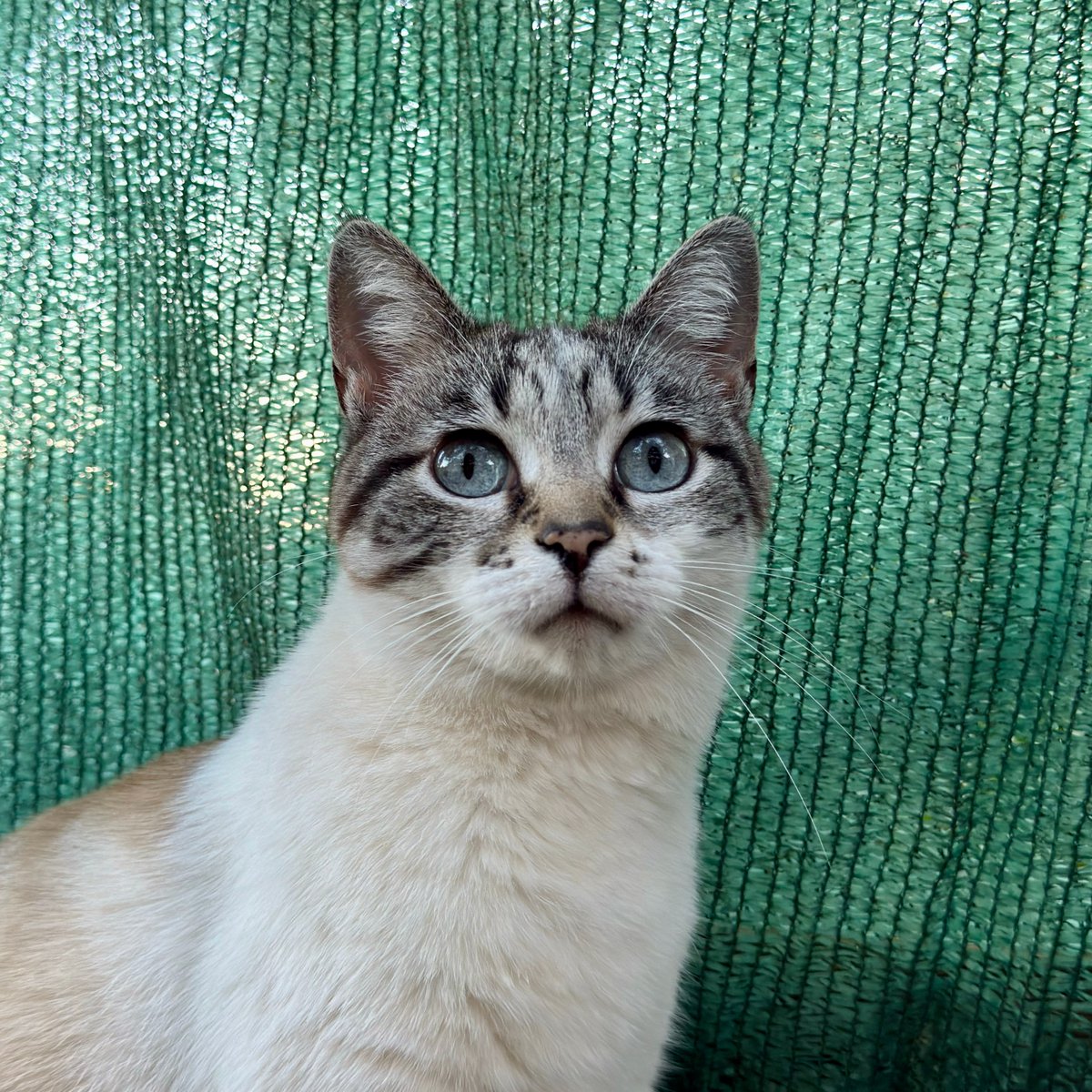 pa17sf's tweet image. Panic Kitty #panic #kitty