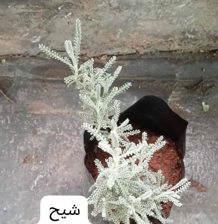 شيح إبن سينا ، وهو الشيح الحلو أو المنزلي وهو المستخدم في علاج السرطانات . 

وكل أنواع الشيح ممتازة ولكن ما تم عمل دراسات عليه وتجارب سريرية هو الشيح الحلو . 
وجدته اليوم عند أحد المشاتل واشتريت منه ٤ شتلات لزراعته في حديقة البيت .
🌹🌹🌹