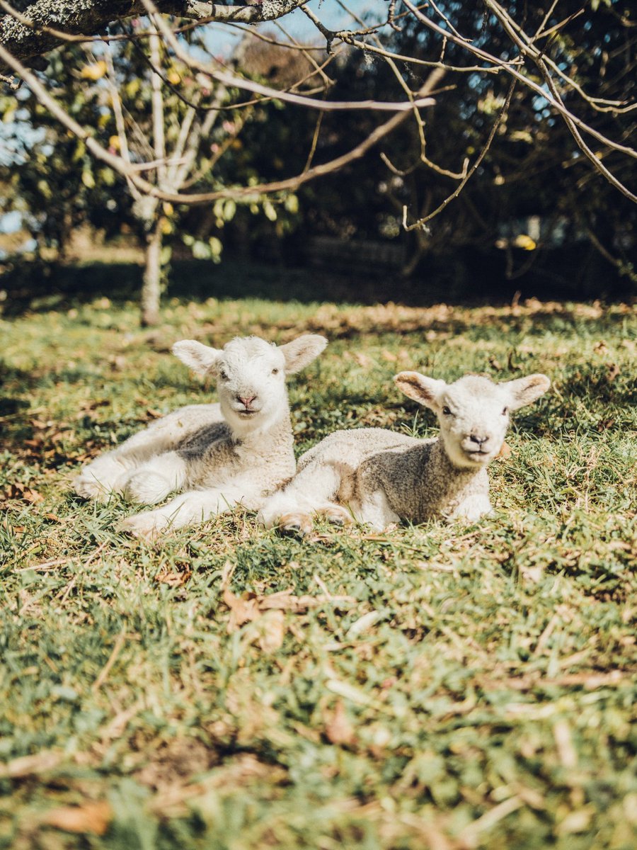 ZARAMIAAVA's tweet image. It’s April, so lots of lambs are being born in fields and farms in the UK. They are a wonderful sight with their wriggly tails and playful bounding.

Hope this makes you smile.

#Spring #BabyAnimals #Lambs #JoyofNAture #ZARAMIAAVA
