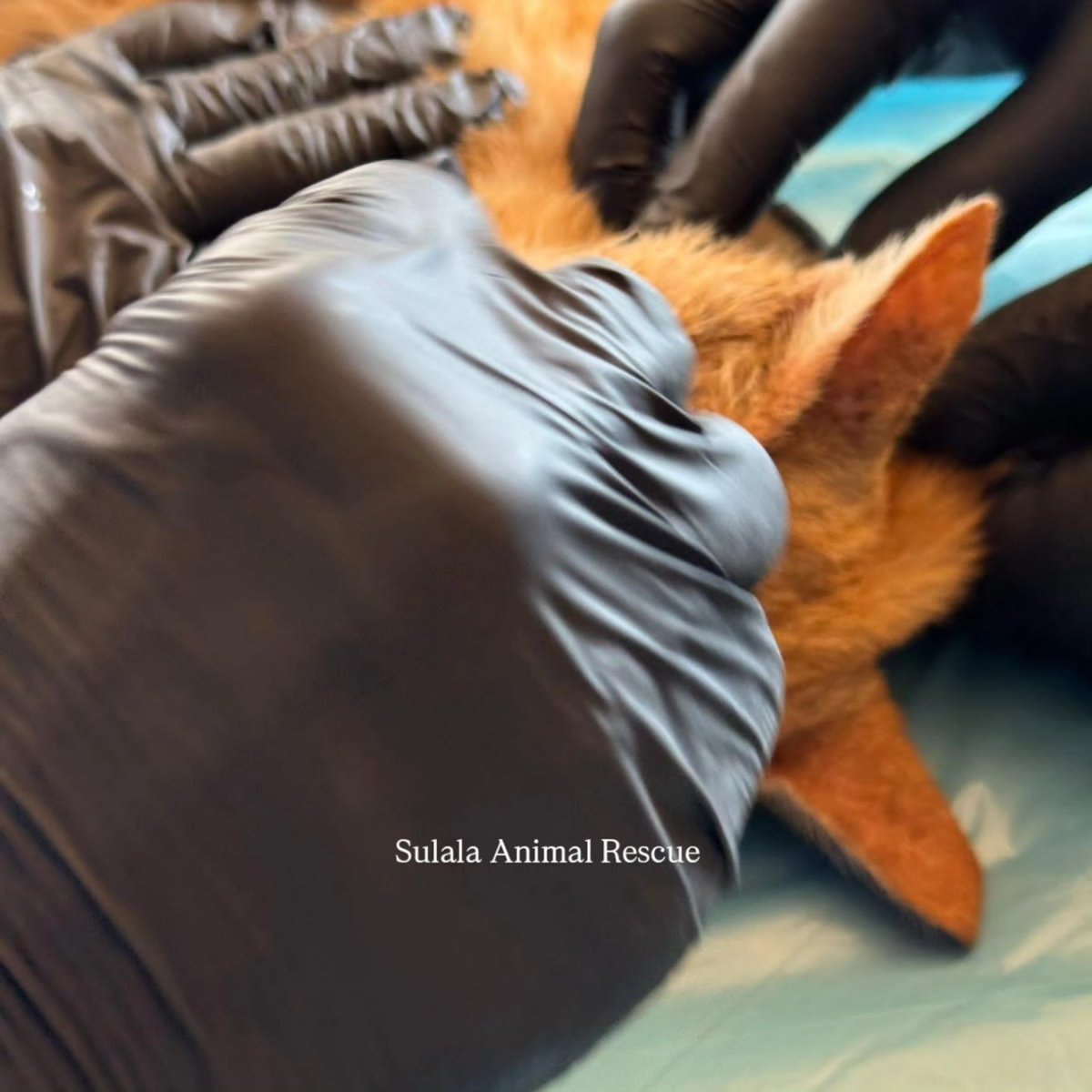 Sulala Animal Rescue tweet media