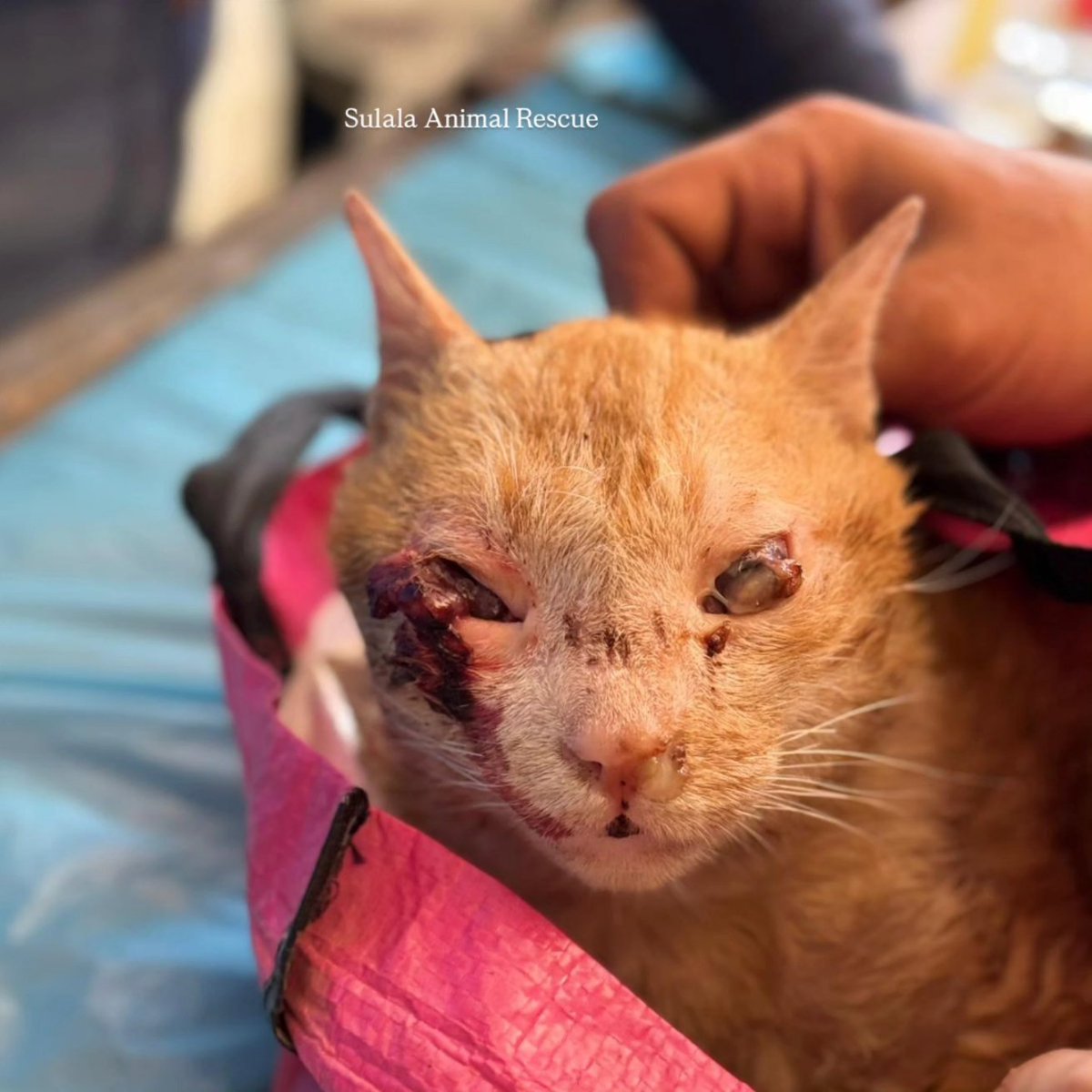 Sulala Animal Rescue tweet media