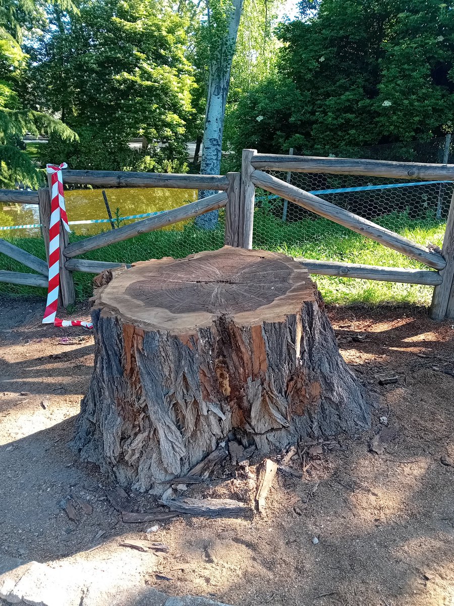 DANIELSENDA's tweet photo. Los grandes #árboles del #parquedeElRetiro van siendo talados. Ver desaparecer el patrimonio arboreo te deja apesadumbrado, estos árboles han visto pasar el tiempo y el transcurrir de la historia. https://t.co/O1jrUABOft